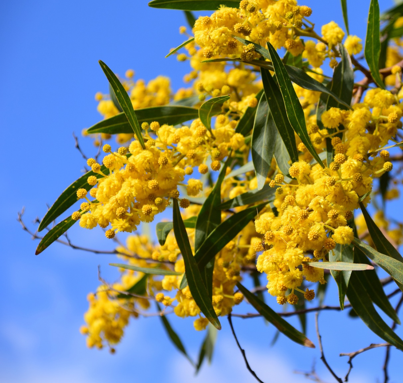 Y-ACACIA Honey