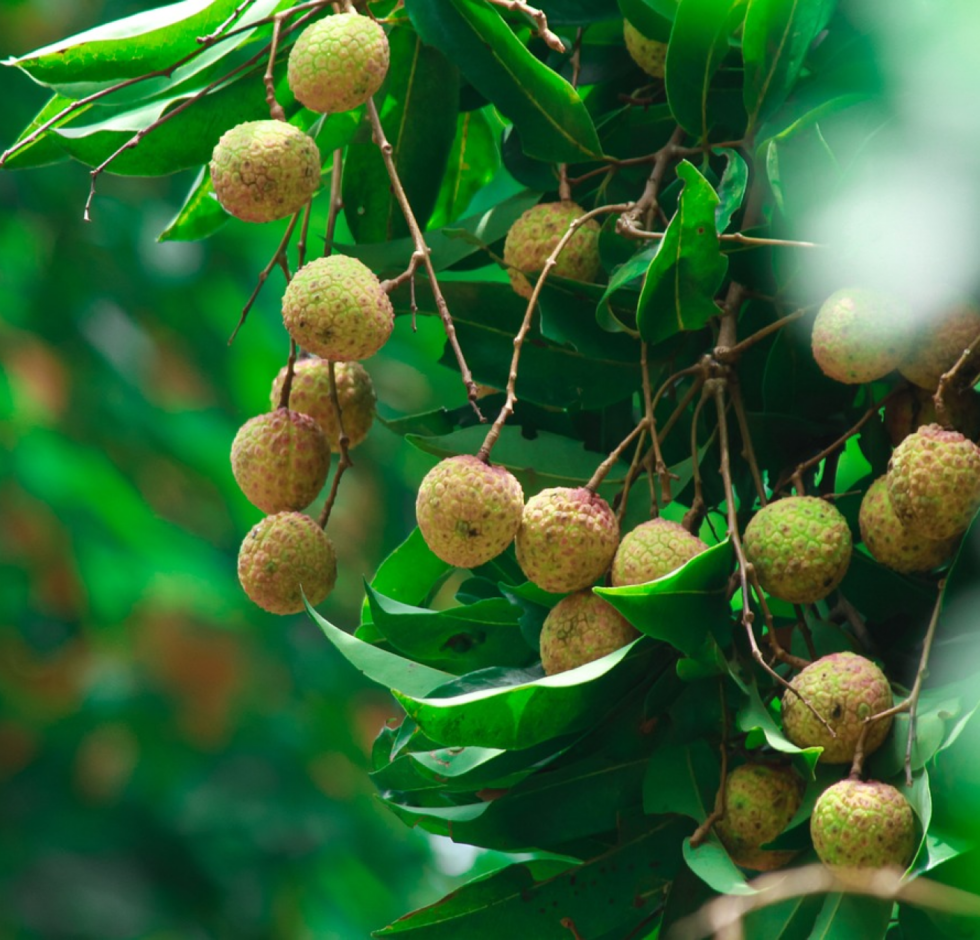 LITCHI Honey
