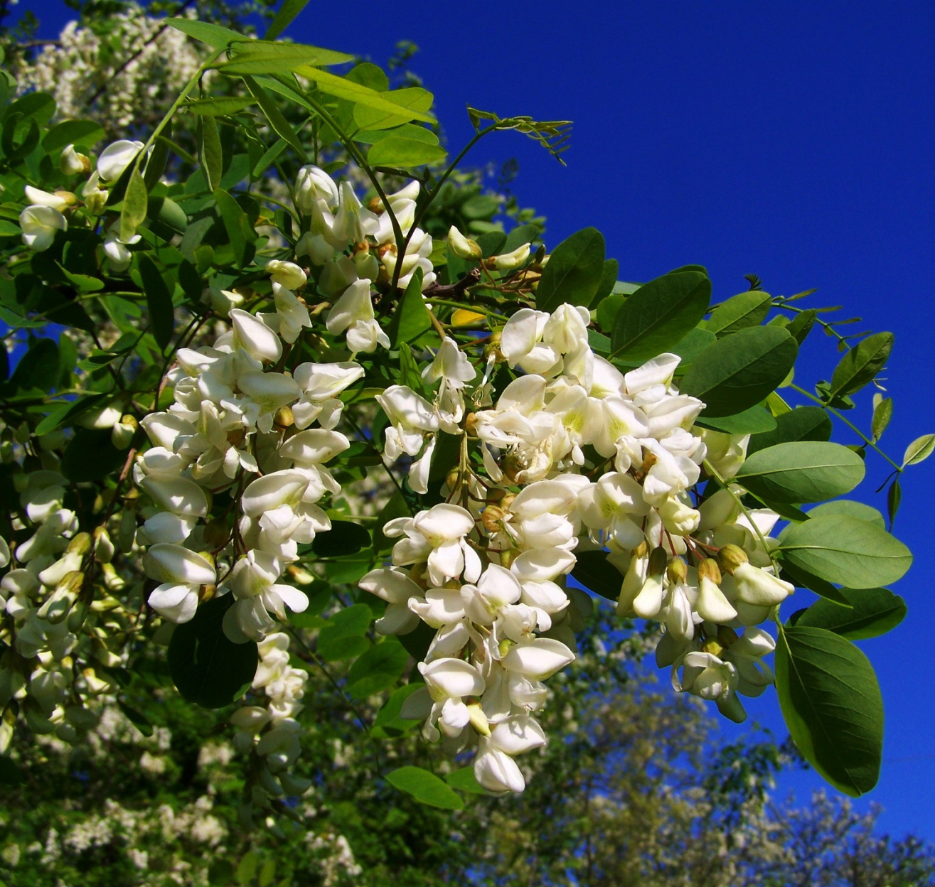 ACACIA Honey