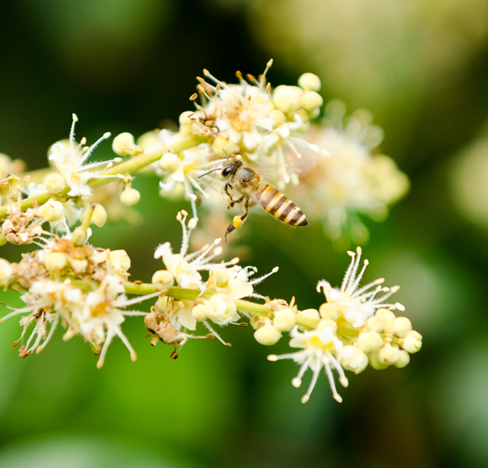 LONGAN Honey